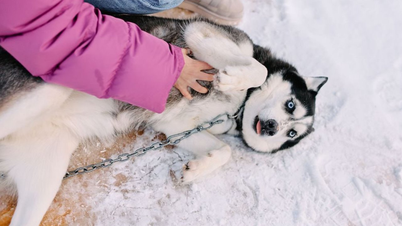 Husky tour & Picnic COMBO