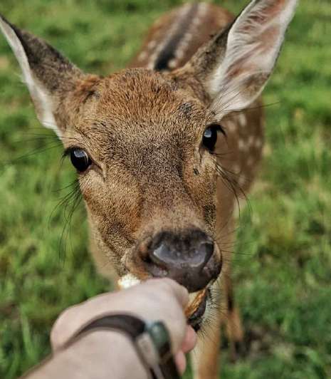 Deer park in Russian countryside